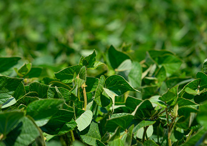 CMV || Soluções Agrícolas